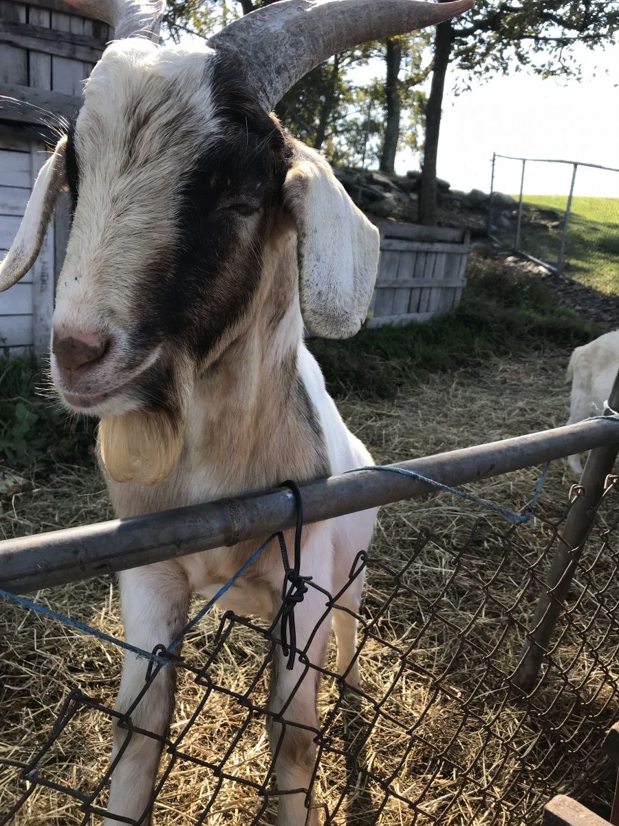 Fostertown at Lawrence Farm