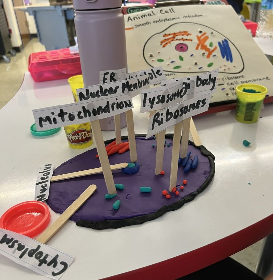 Students Bring Science To Life With Play Doh Cell Models Temple Hill 