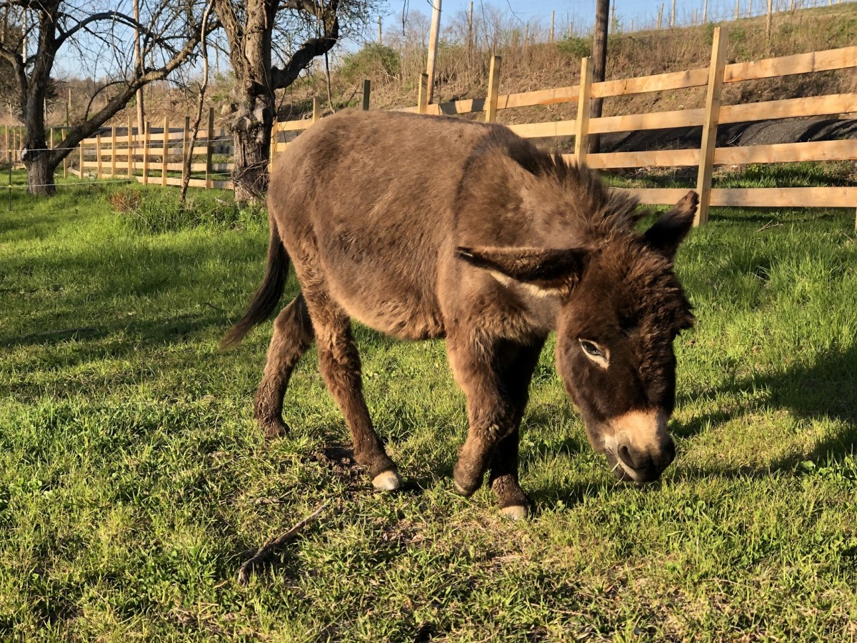 Picture of animales on the farm.