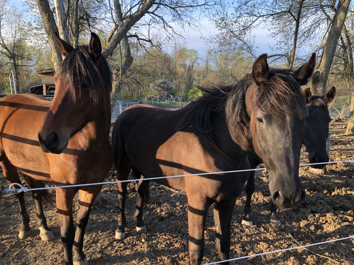 Picture of animales on the farm.