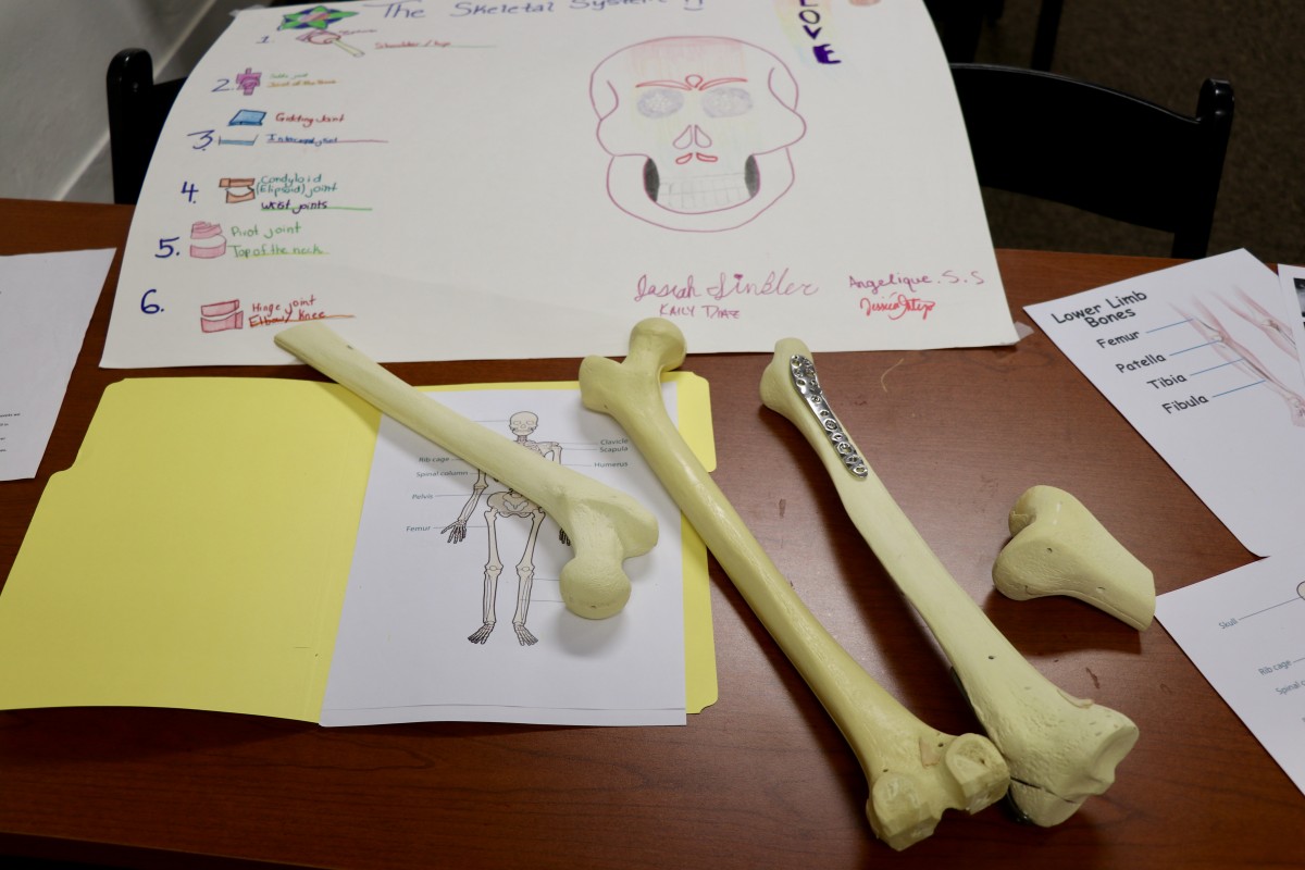 Surgical bones are used for students to learn and practice