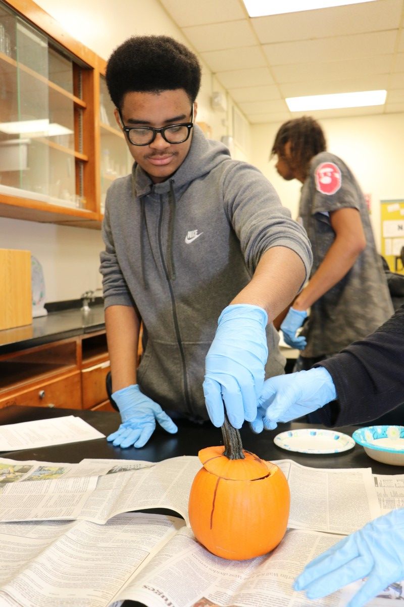 Student dissecting a pumpkin.