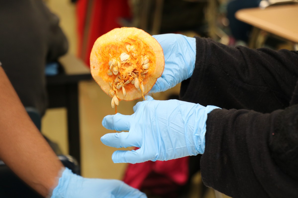 Student dissecting a pumpkin.