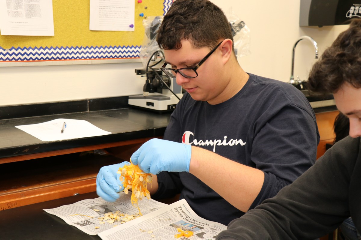 Student dissecting a pumpkin.