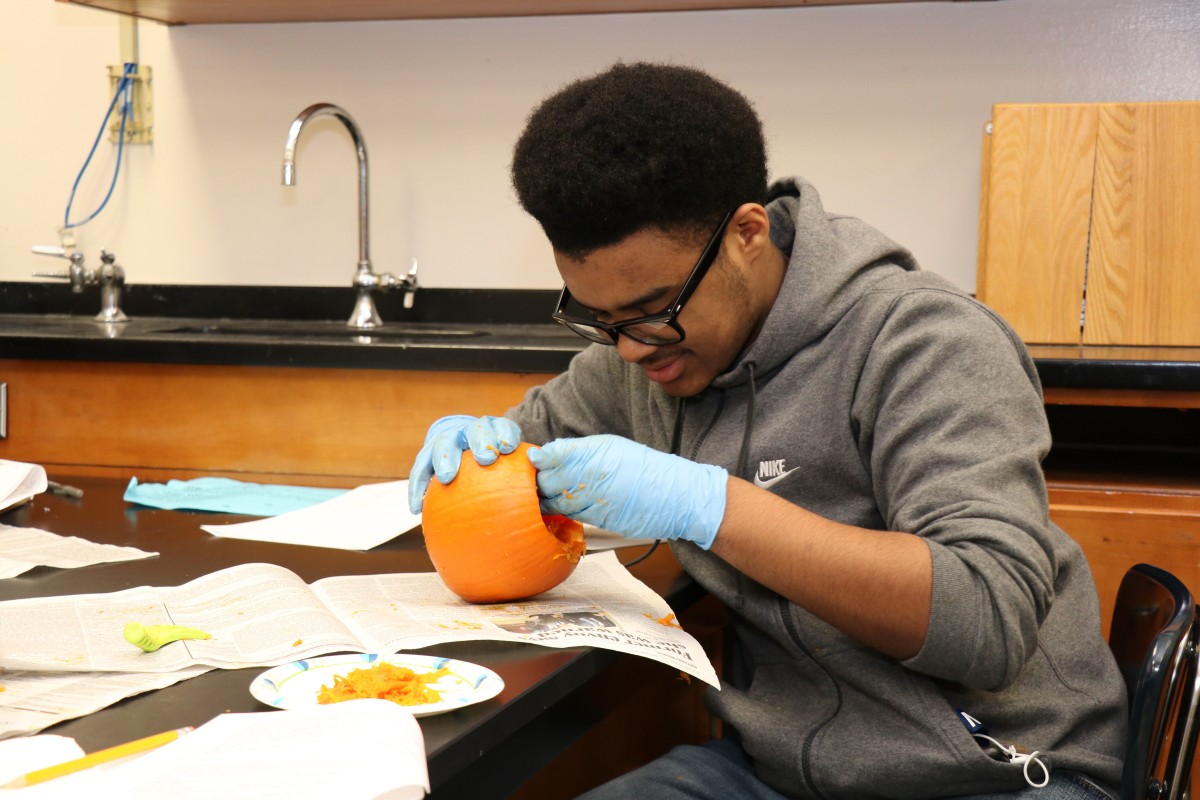 Student dissecting a pumpkin.