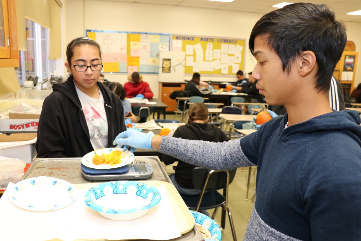 Student weighing pumpkin contents.