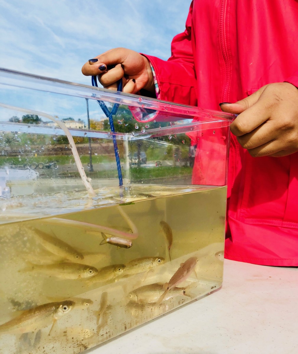 Students examaning fish that they caught. Photo provided by the DEC.