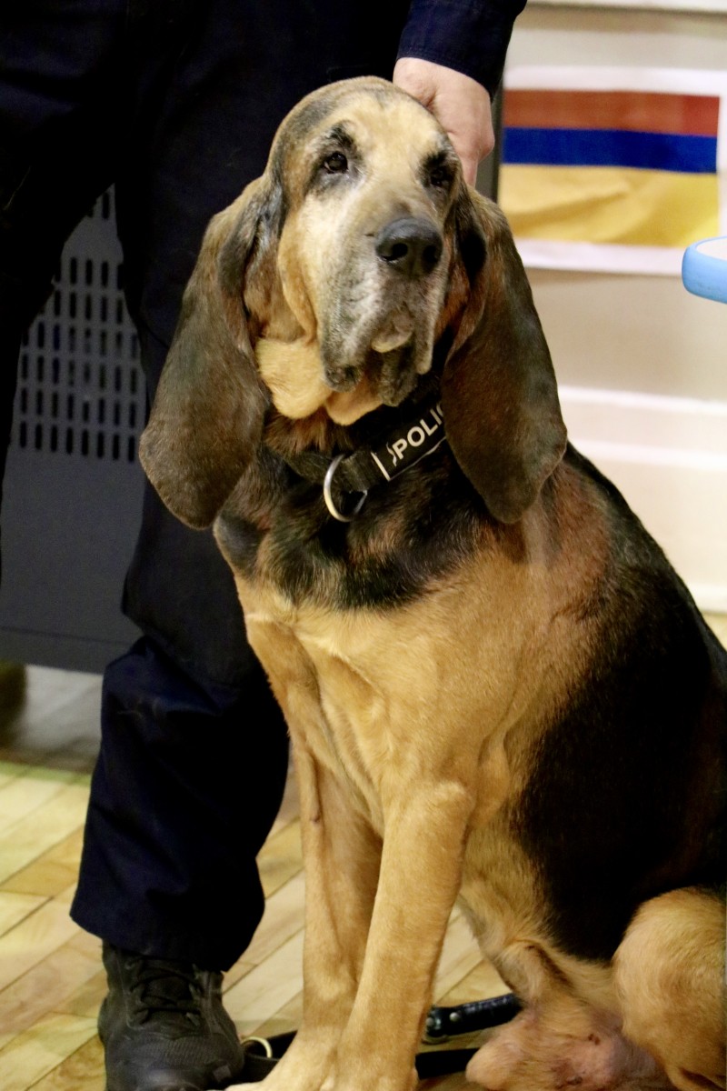 Officer works with K9